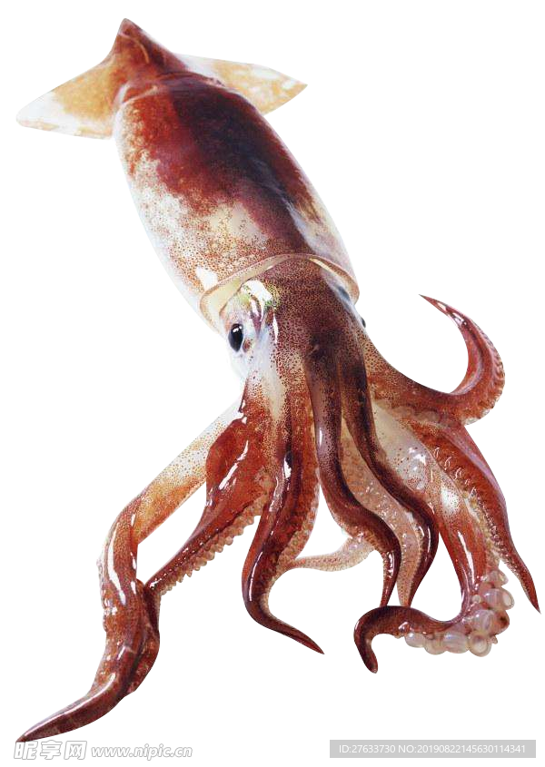 鱿鱼