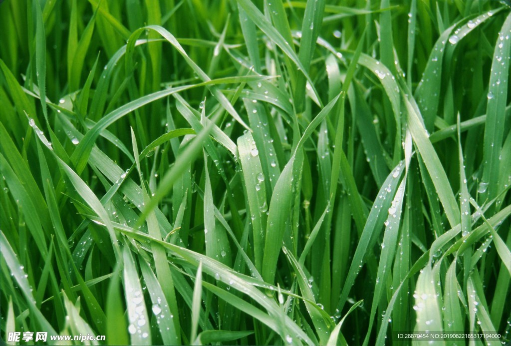 湿绿草