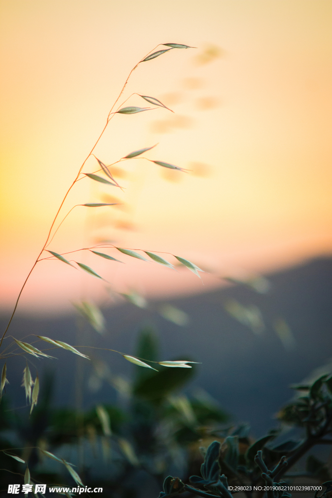 夕阳下的芦苇荡