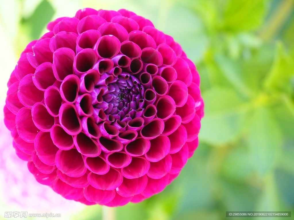 漂亮菊花花朵
