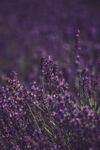 紫色唯美薰衣草花海