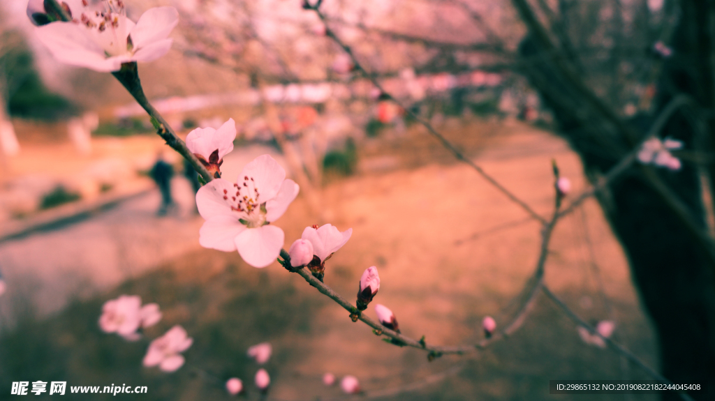 京城的春