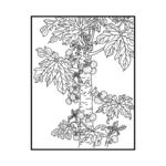 木瓜