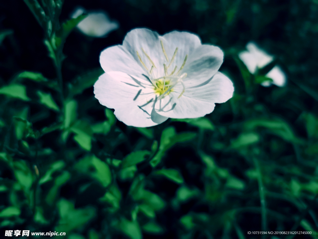 夜晚的花