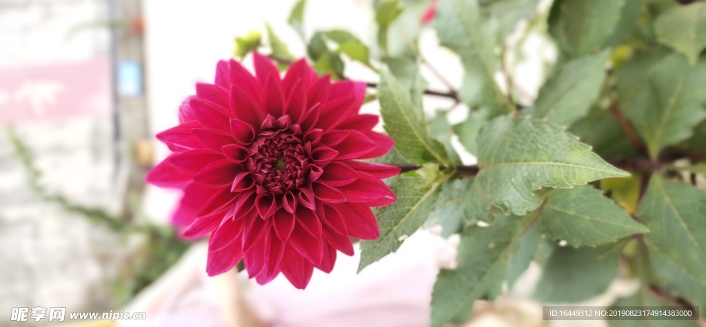 花卉