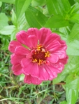 百日菊
