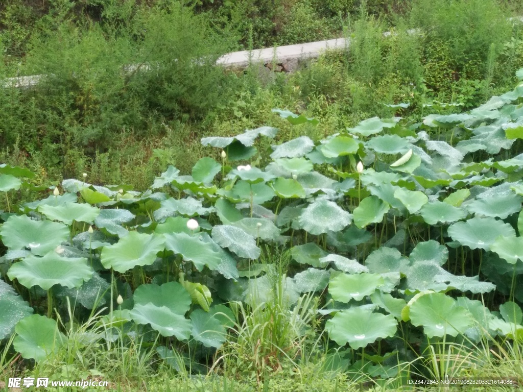 荷花池