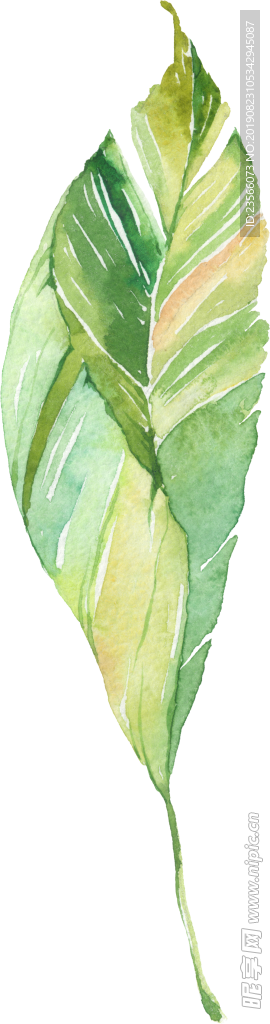小清新水彩植物树叶