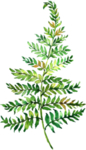 小清新水彩植物树叶