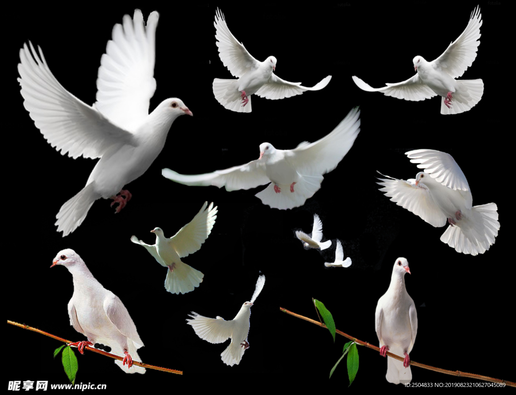 一直白色的和平鸽展开翅膀姿势优美高清PNG