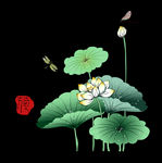 荷花