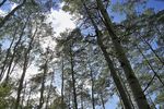 天空穿过白杨树