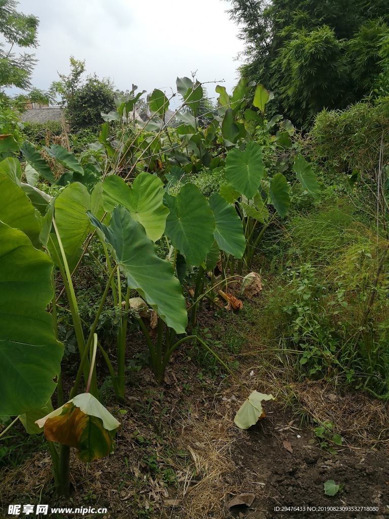 龙南新生绿色菜园