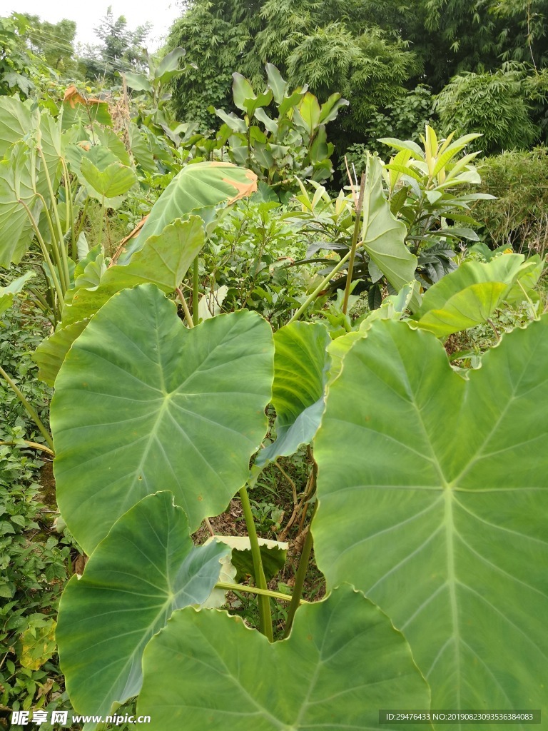 龙南新生绿色菜园