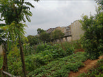 龙南田野