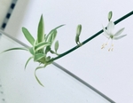 淡雅吊兰