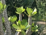 多肉绿植莲花掌