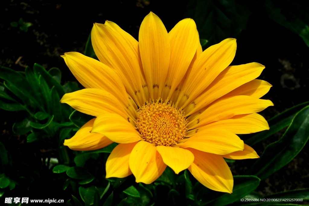 灿烂黄色菊花花朵