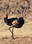 非洲黑颈鸵鸟