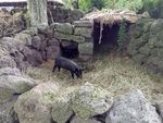 黑猪