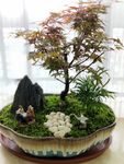 红枫