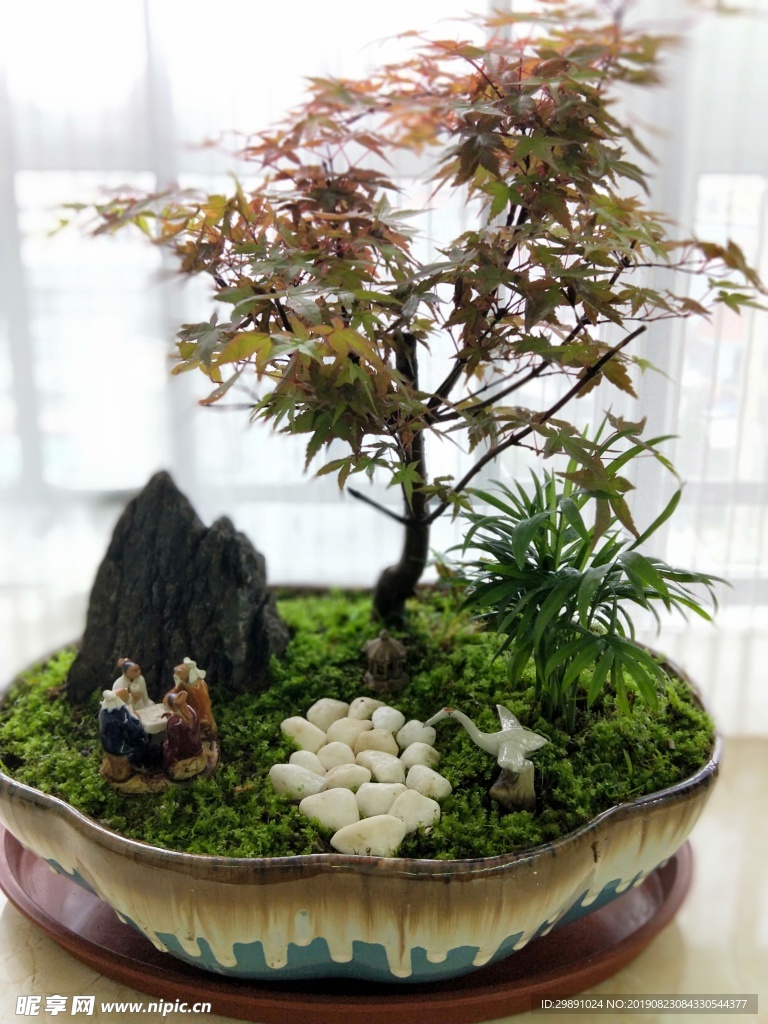 红枫