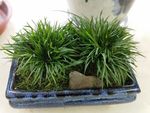 菖蒲