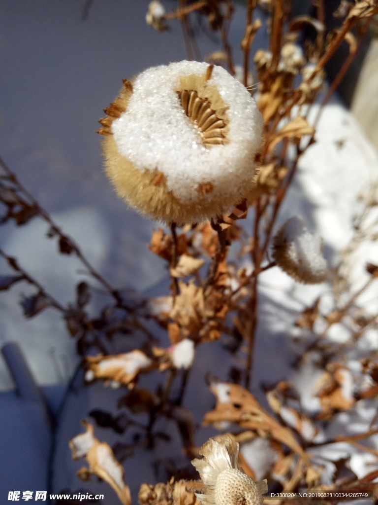 冬日里的雪花