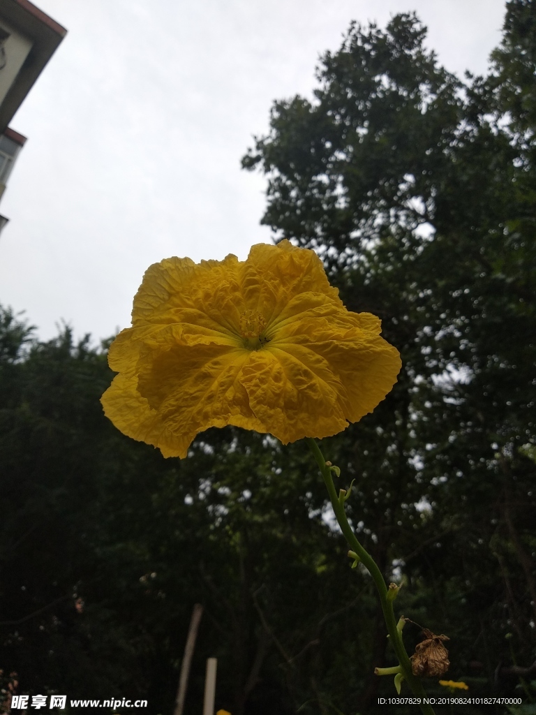 丝瓜花 丝瓜 胜瓜 菜瓜