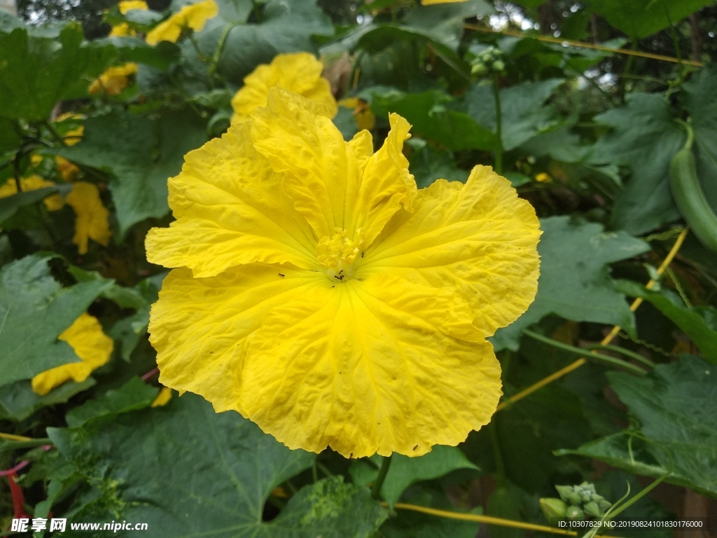 丝瓜花 丝瓜 胜瓜 菜瓜