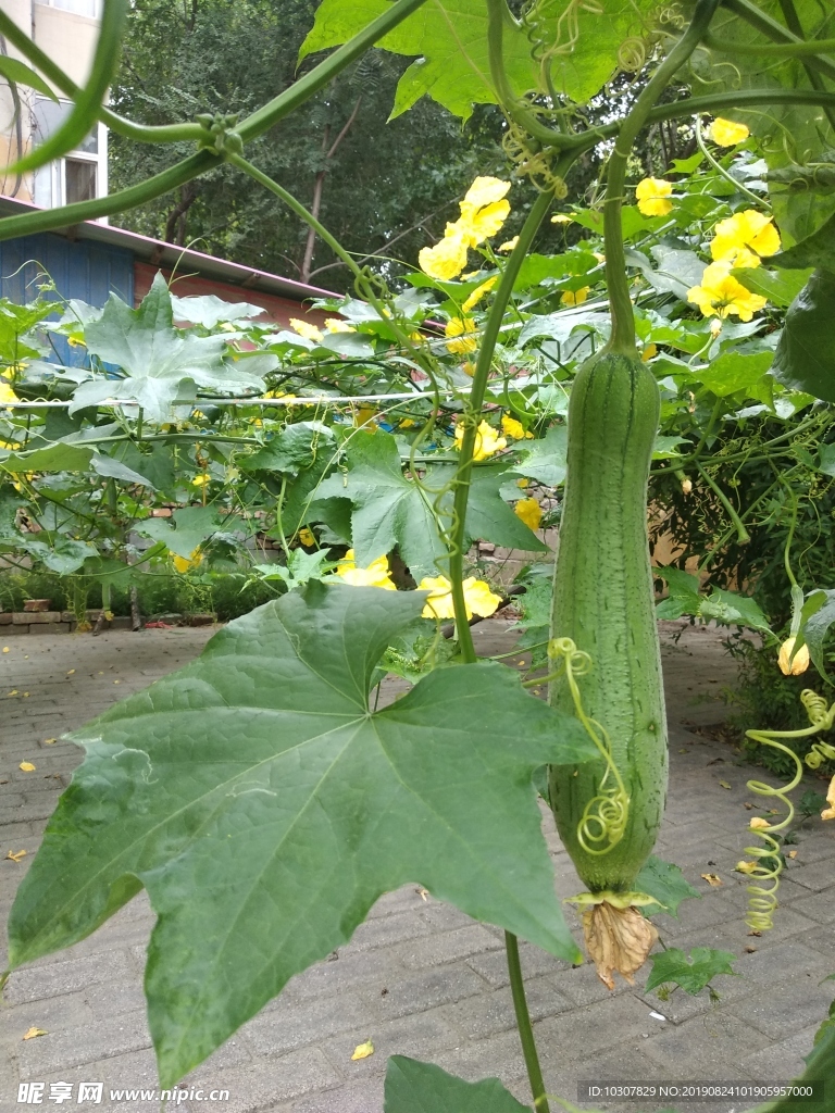 丝瓜 胜瓜 菜瓜 蔬菜