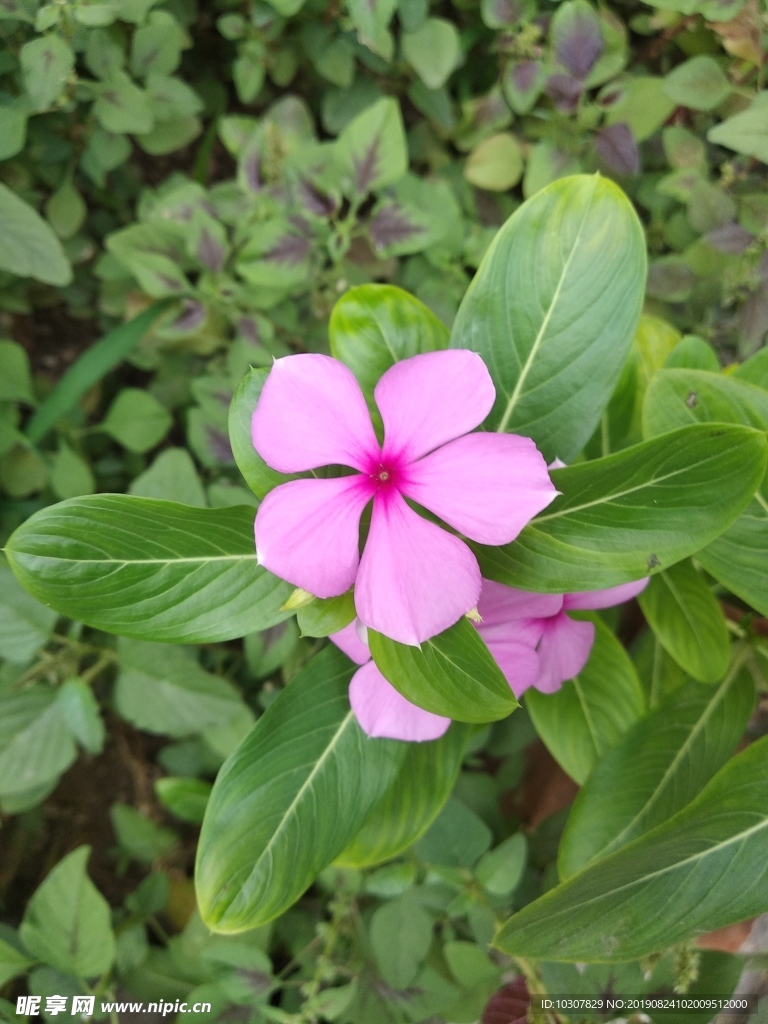 五叶梅五爪龙 花朵