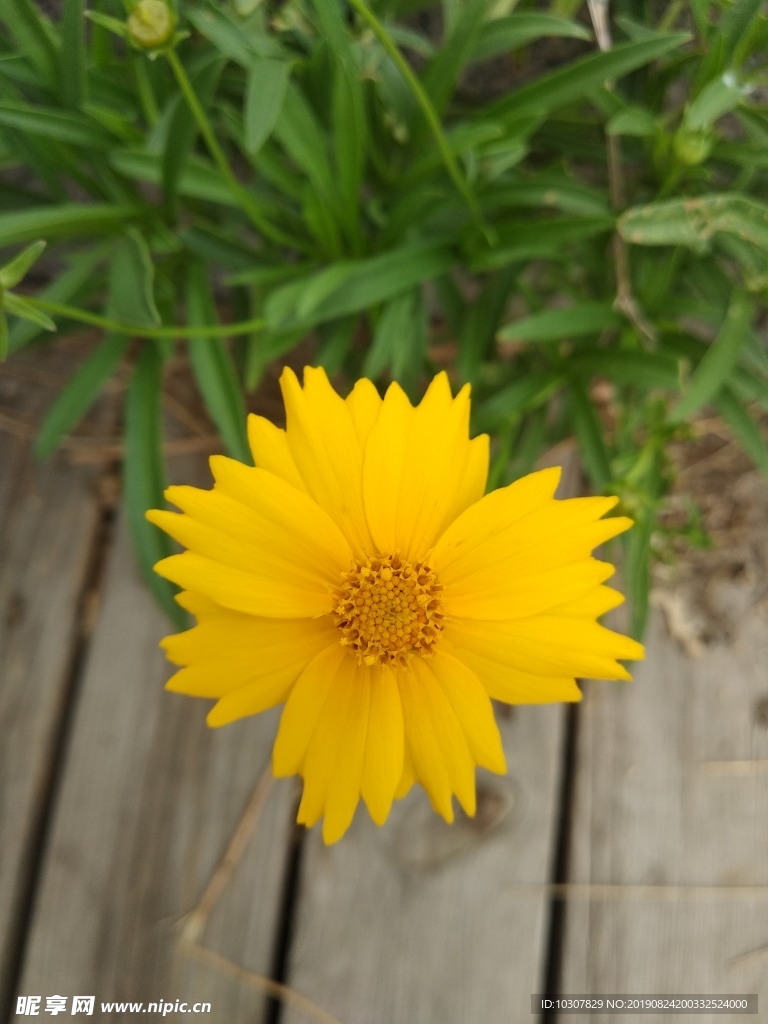 金鸡菊 野菊