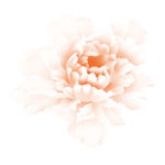 花卉