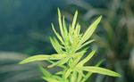 草木