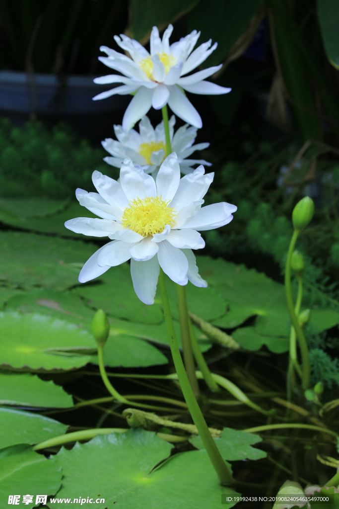 荷塘睡莲花