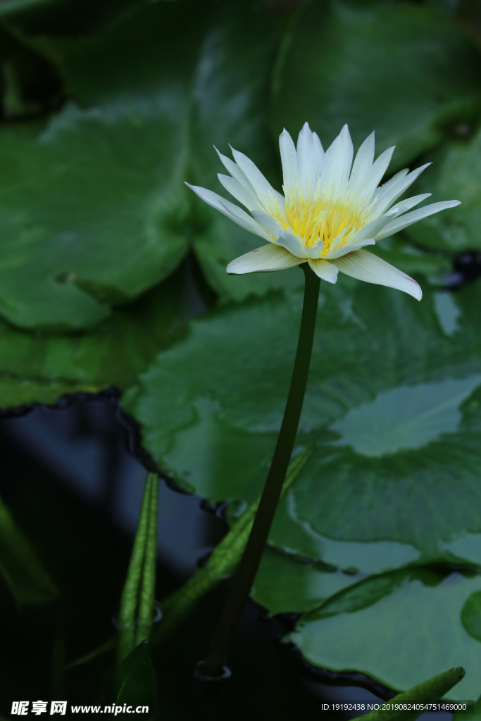 荷塘睡莲花