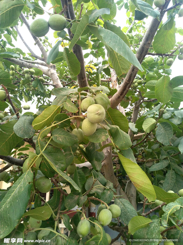胡桃图片素材