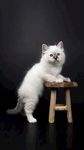 爬在凳子上的猫咪图片