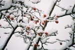 雪中的浆果