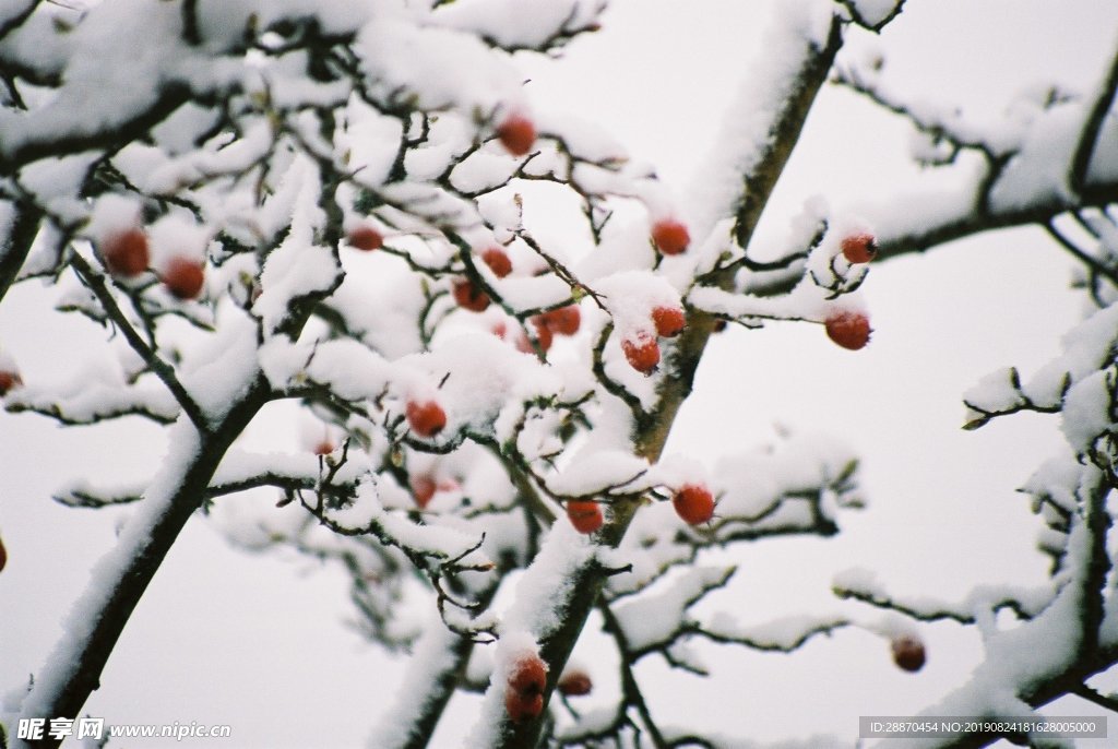 雪中的浆果