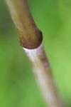 竹子细节