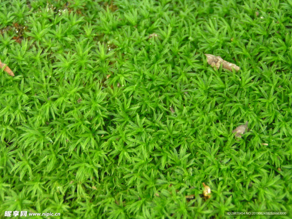 青苔背景