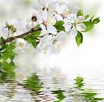 鲜花