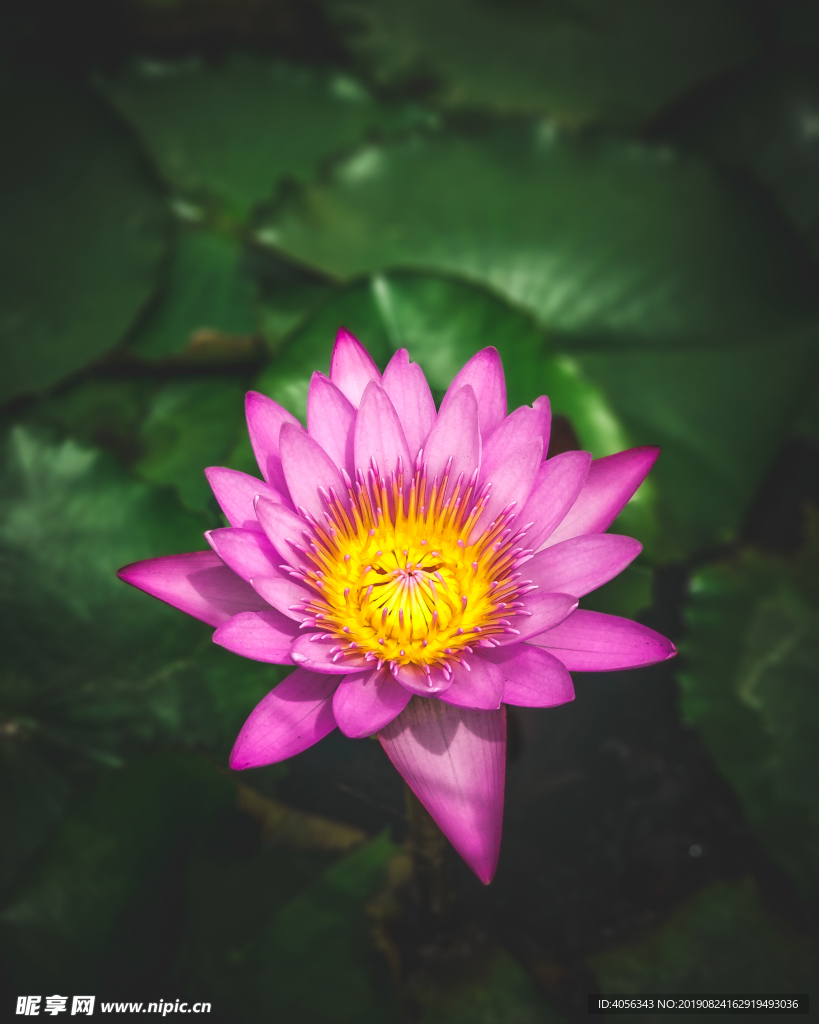 延药睡莲