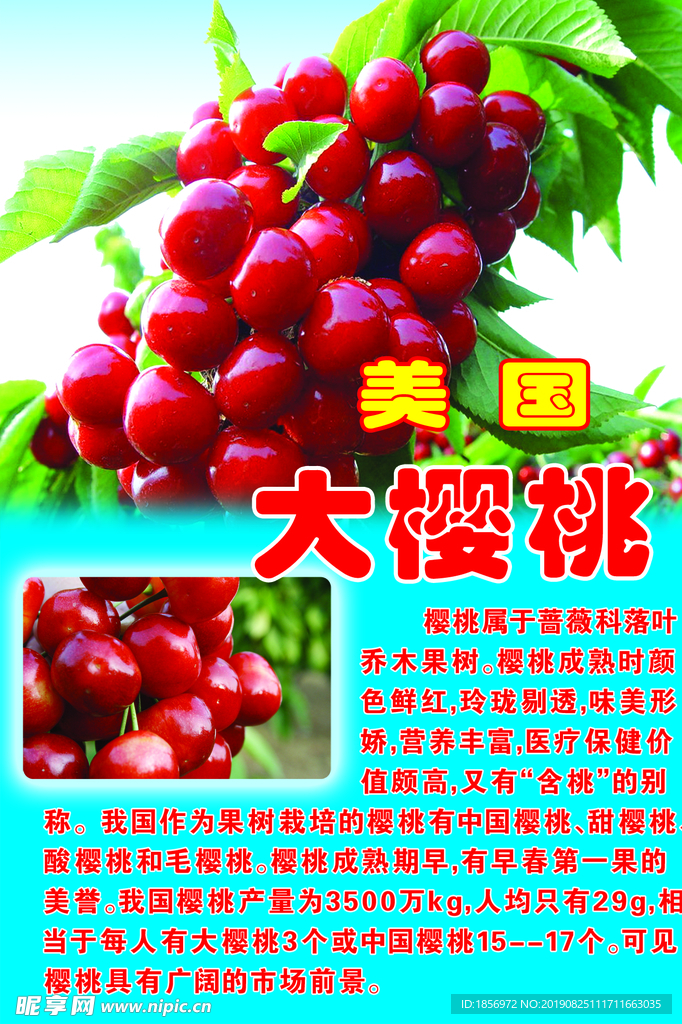 大樱桃