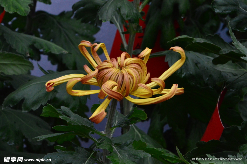 菊花