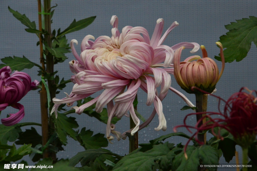 菊花