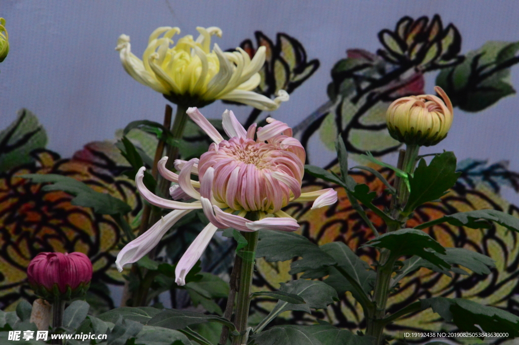 菊花