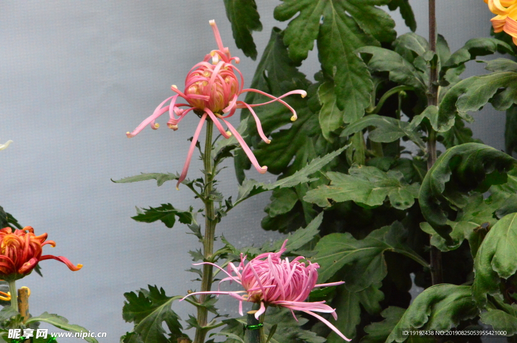 菊花